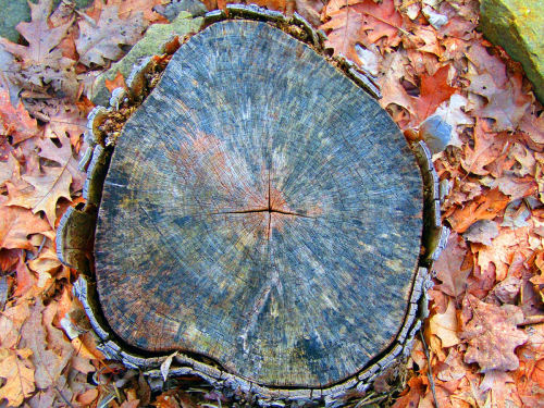 photography-ColorfulStump