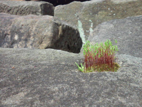 photography-FairyGarden